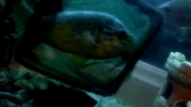 Заселяю солнечного окуня в мой аквариум .