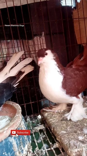 Red Black Shirazi Pigeon #shorts #shortvideo #viral смотреть онлайн