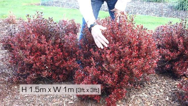 Plant Profile: Coprosma Pacific Sunset™