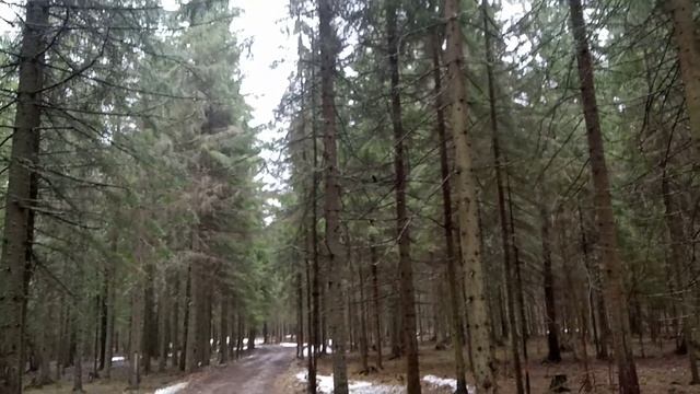 Ястреб перепелятник. Летит на руку. смотреть онлайн