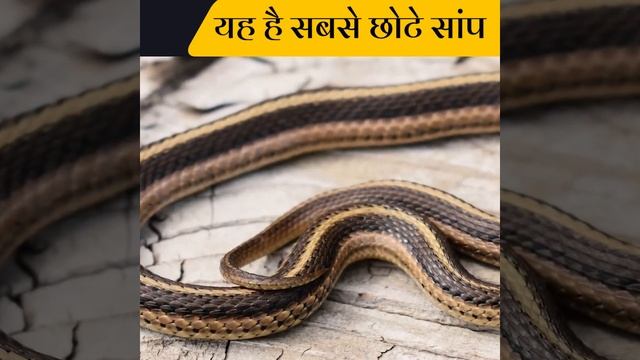 दुनिया के 3 smallest snake #Shorts смотреть онлайн