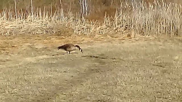 April 20, 2020. Гусь лапчатый смотреть онлайн