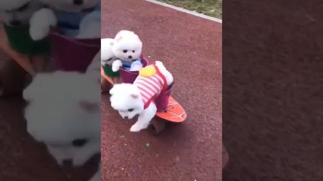😍Mini Pomeranian🥰 Funny and Cute Pomeranian😍 Videos | Funny puppy videos 2020 смотреть онлайн