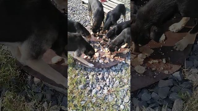 Альфу сегодня не ругаю! смотреть онлайн