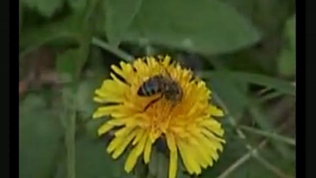 Amina Akhmadova -- Zama Sikh Ma Lo