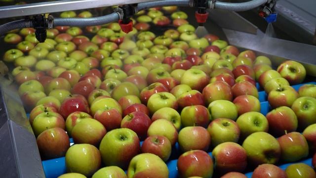 Линия сортировки яблок SORTER до 5 тонн в час смотреть онлайн