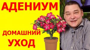 Адениум. Уход в домашних условиях. Подробно обо всех нюансах