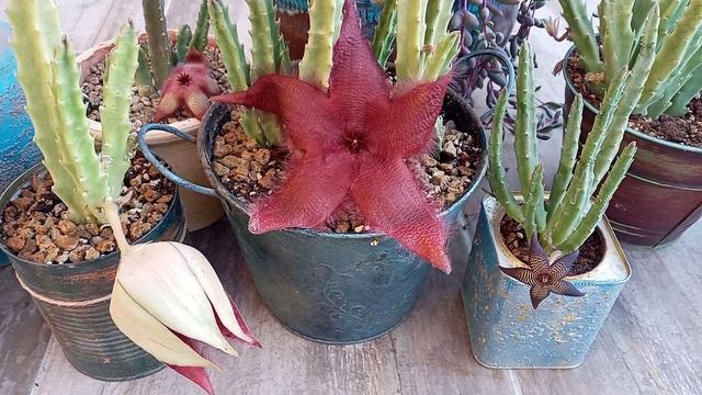 Evde üretim için tavsiye ettiğim tür 3. bölüm ( stapelia ailesi) смотреть онлайн