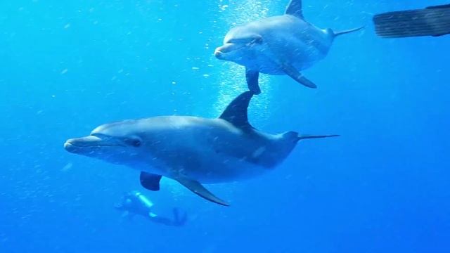 The Best Relax Music and Dolphins Aquarium Sleep Relaxing Music 2 Hours HD 1080P смотреть онлайн