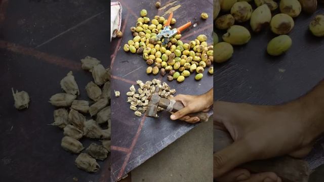 How To Crack Almond Fruit Shell | How To Open Almond Shell | How To Crack A Almond