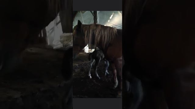 Жеребенок тяжеловоз родился. смотреть онлайн