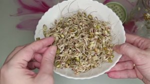 Выращивание микрозелени бобов «Маш» в банке