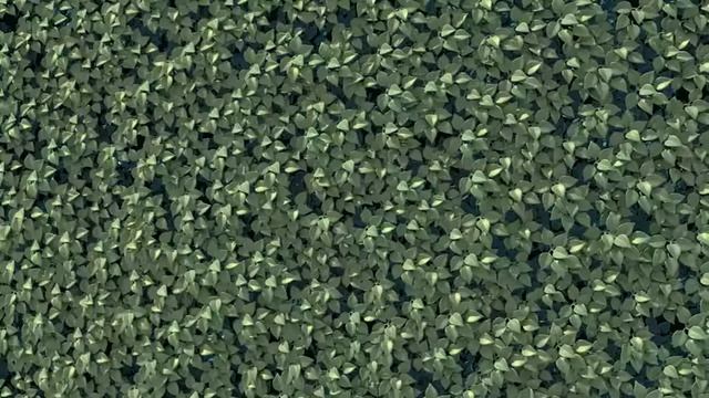 Blender particle NO texture leaves - animated wall of leaves test смотреть онлайн