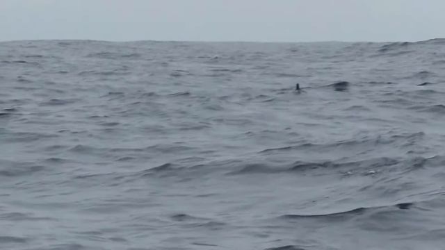 Guadalupe Murrelet (Synthliboramphus hypoleucus) Shearwater Journeys - San Mateo County, California смотреть онлайн