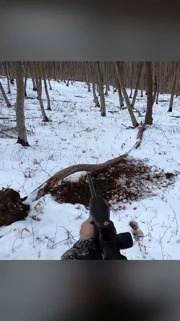 ПРИ СЪЁМКАХ, НИ ОДНА КОСУЛЯ НЕ ПОСТРАДАЛА | Охота на косулю