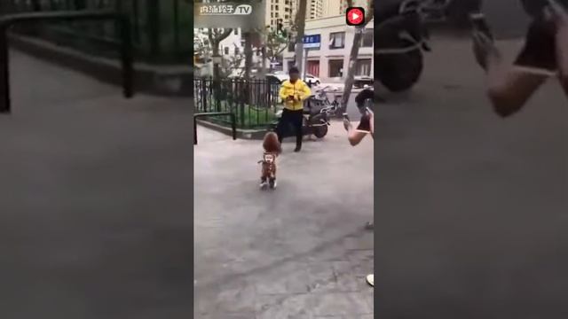 собачка-человек🤩🤩🤩 смотреть онлайн