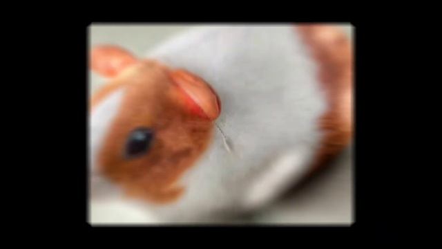 игрушки из блоптоп но их на рисовали #блоптоп смотреть онлайн