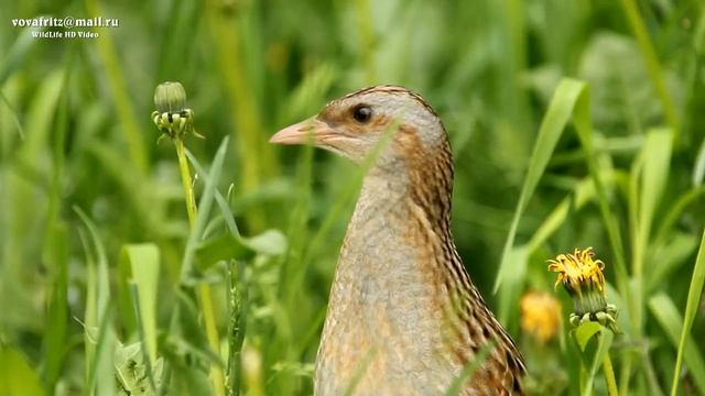 Crex Crex Corncrake, коростель Moscow смотреть онлайн