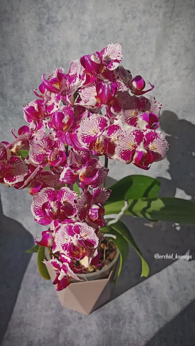Phal. OX Madonna peloric 🌸 Орхидея бабочка Мадонна | Первое домашнее цветение азиатки 🥰 смотреть онлайн