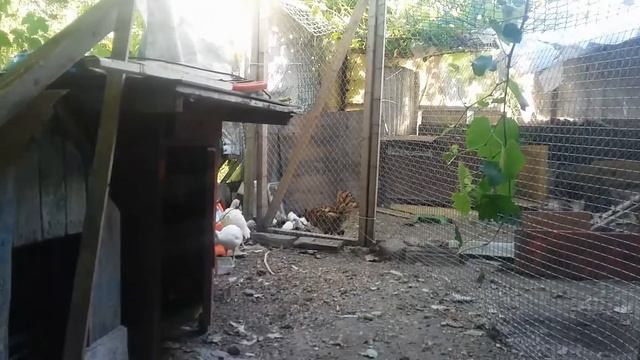 Как осваиваются индюшата в новом доме смотреть онлайн