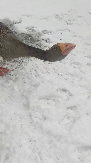 тульские (еденские) гуси