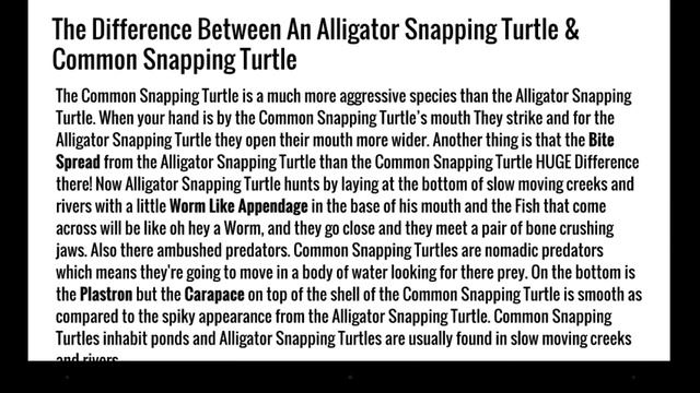 The Difference Between A Alligator Snapping Turtle & Common Snapping Turtle смотреть онлайн