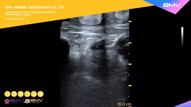 S5 Plus Bovine Ultrasound with Colour Flow Doppler Mapping (CFM) смотреть онлайн