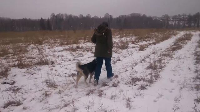 да просто так 9 занятий хаски по ВН смотреть онлайн