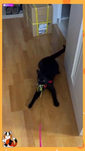 Gatos engraçados - Смешные коты в странных ситуациях #shorts смотреть онлайн