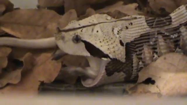 VÍBORA DE GABÓN DEL OESTE (Bitis rhinoceros) / ALIMENTACIÓN смотреть онлайн