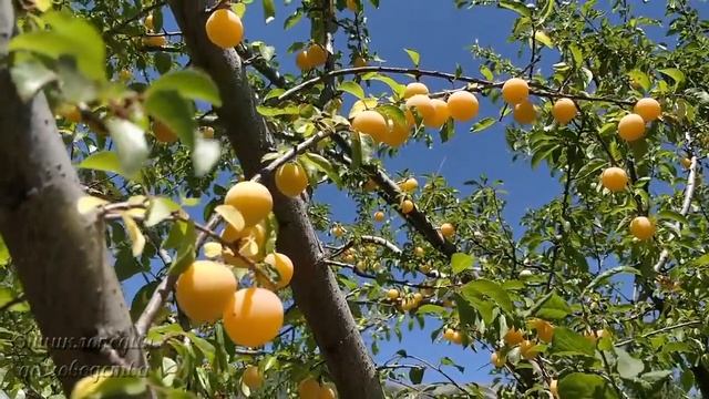 Уборка по-турецки