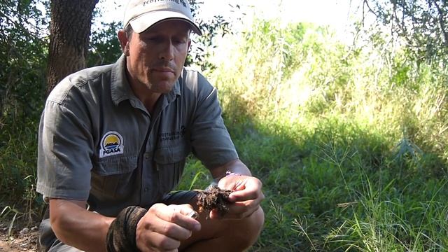 Bush Hacks | Elephant Dung смотреть онлайн