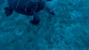 Животные просят помощи у людей. Спасение животных. Помощь животным.