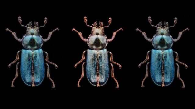Рогач синий.(Platycerus caraboides).(2021). смотреть онлайн