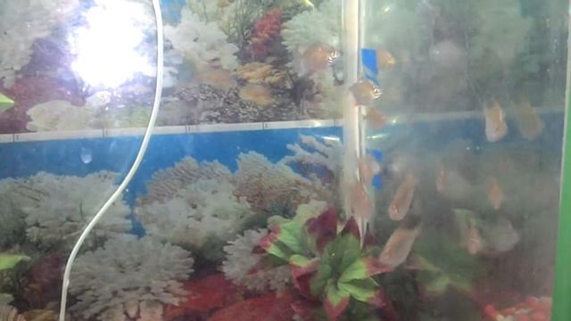 Fish - Silver Dollar