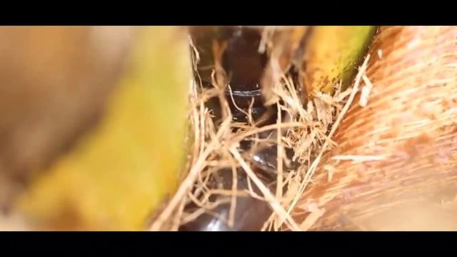 Rhinoceros Beetle смотреть онлайн