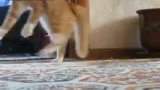 Кот ушел смотреть онлайн