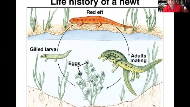 Amphibia- Caudata смотреть онлайн