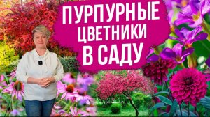 Монохромный сад с Оксаной Пискаревой. Цветочные композиции пурпурного оттенка! Сочетание цветов.