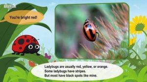 21. Meet the Animals  Ladybug  Insects  Stories for Kindergarten