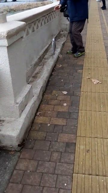 Рыба из моря черного смотреть онлайн