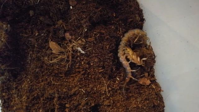 Feeding Scolopendra hermosa with an Elliptorhina javanica roach смотреть онлайн