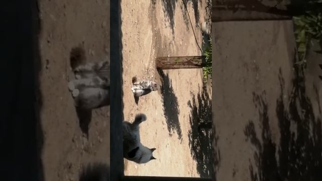 Кто сказал что коты и собаки не дружат? Kim deyib ki itnən pişik dost deyillər? 🙄 😄 👍 смотреть онлайн