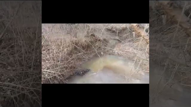 От звуков леса до шума городского смотреть онлайн