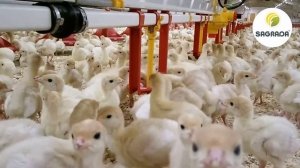 Ниппельные поилки для индюков | Оборудование SAGRADA