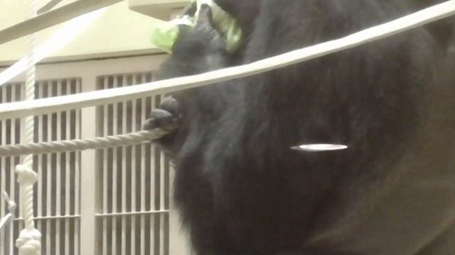Meal time soon. The Shabani family waiting for their moment.#3 Gorilla, Silver back. смотреть онлайн