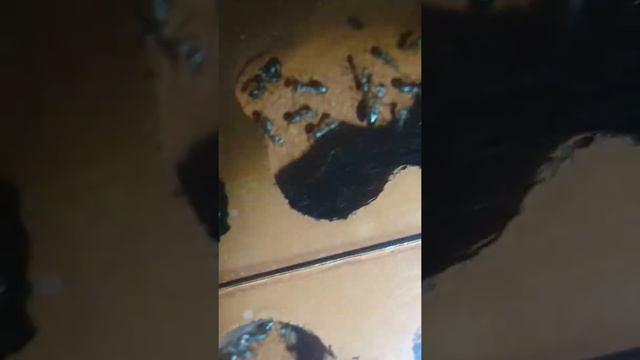 Cataglyphis bombycina 撒哈拉銀蟻  換巢成功 смотреть онлайн