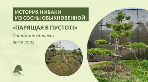 Ниваки из сосны «Парящая в пустоте»: история 2019-2024