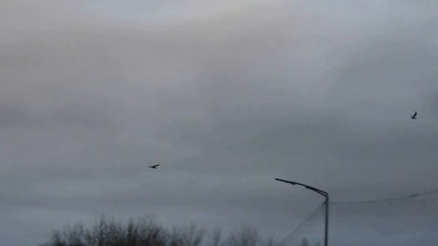 №4931 10 04 2024 Утром на реке Чепца смотреть онлайн