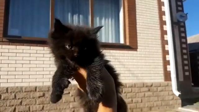 Полидакт смотреть онлайн